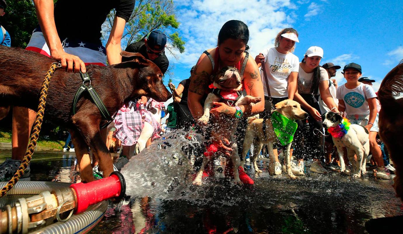 Pero la caminata no fue solo un espacio para la recreación y el disfrute. La organización, con un compromiso ejemplar hacia el bienestar animal, dispuso de un vehículo especializado en atención veterinaria a lo largo del recorrido. FOTO: Camilo Suárez Echeverry