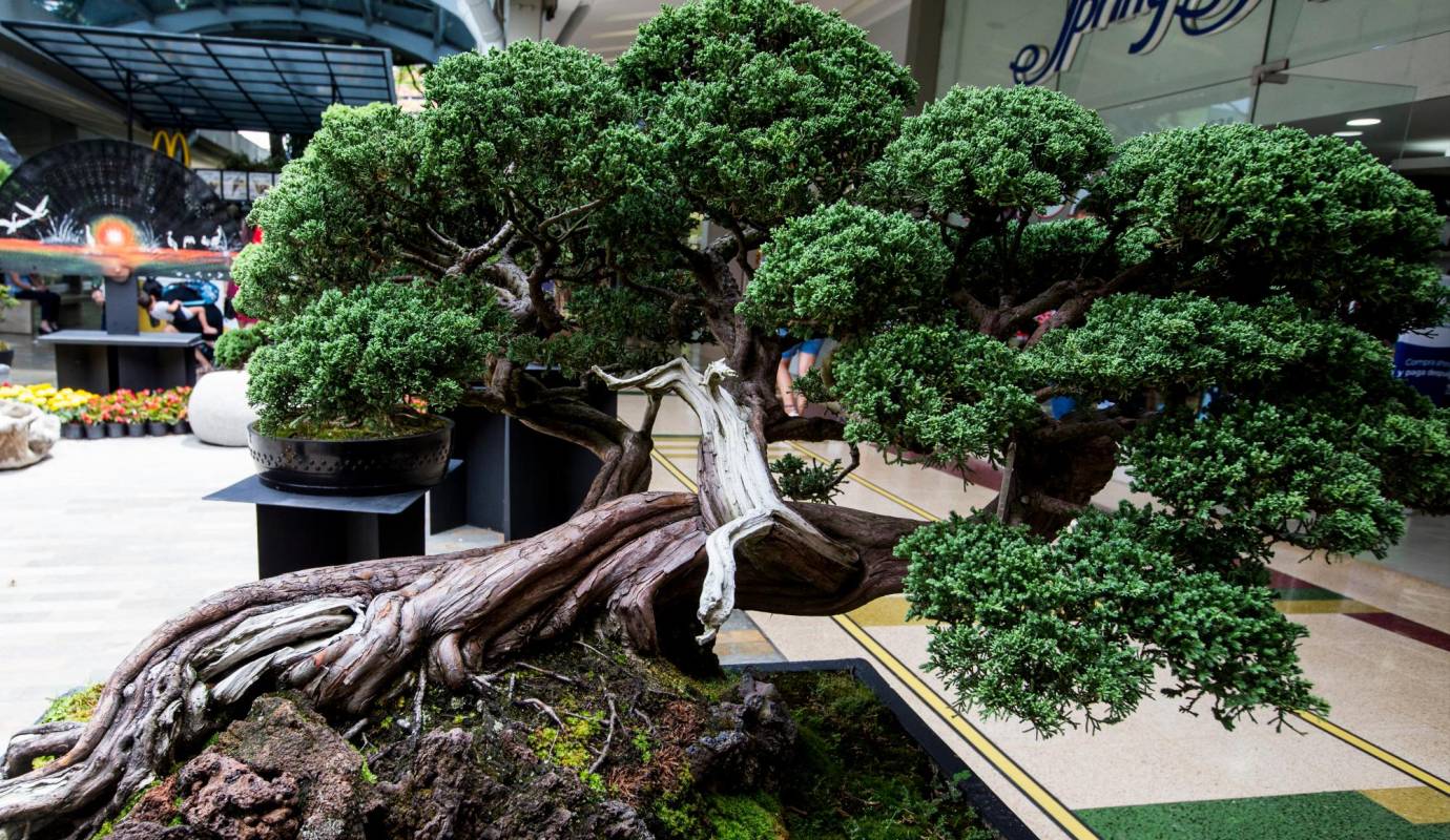 Este es el que tiene el tronco más extraño: un enebro de la China, Juniperus Chinensis, que por la forma en que se desarrolló y por su logro estético es considerado “la joya de la corona”. Foto: Julio César Herrera.