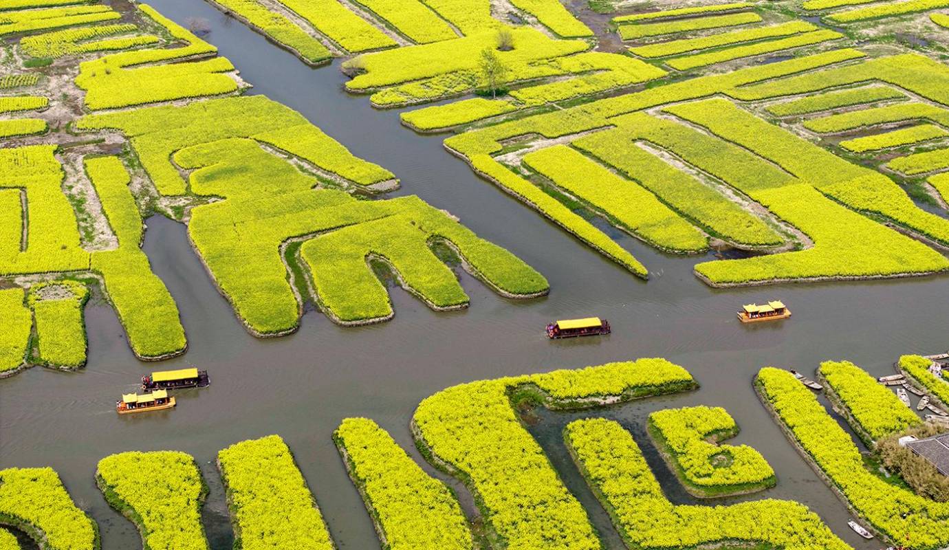 La belleza de los campos de colza se extienden por kilómetros, creando un colorido paisaje que atrae a visitantes de todas partes del mundo. Foto: GETTY 