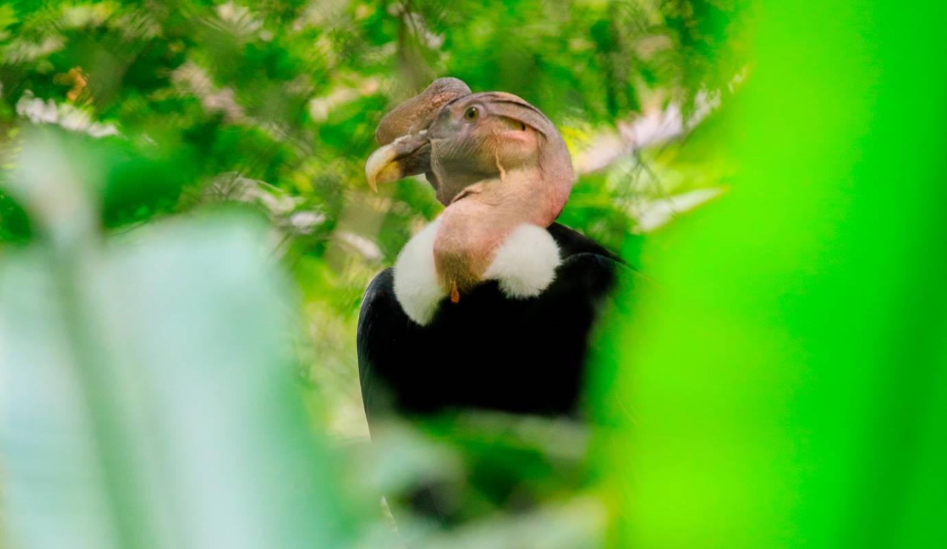 El Parque de la Conservación tenía dos cóndores. Estos llegaron de un programa de conservación del cóndor que promovió el Ministerio de Medio Ambiente en 2016. Se hizo una importación de cóndores desde Chile. Eran cóndores que no podían volar, que estaban en centros de protección y de rehabilitación. Foto: Camilo Suárez Echeverry