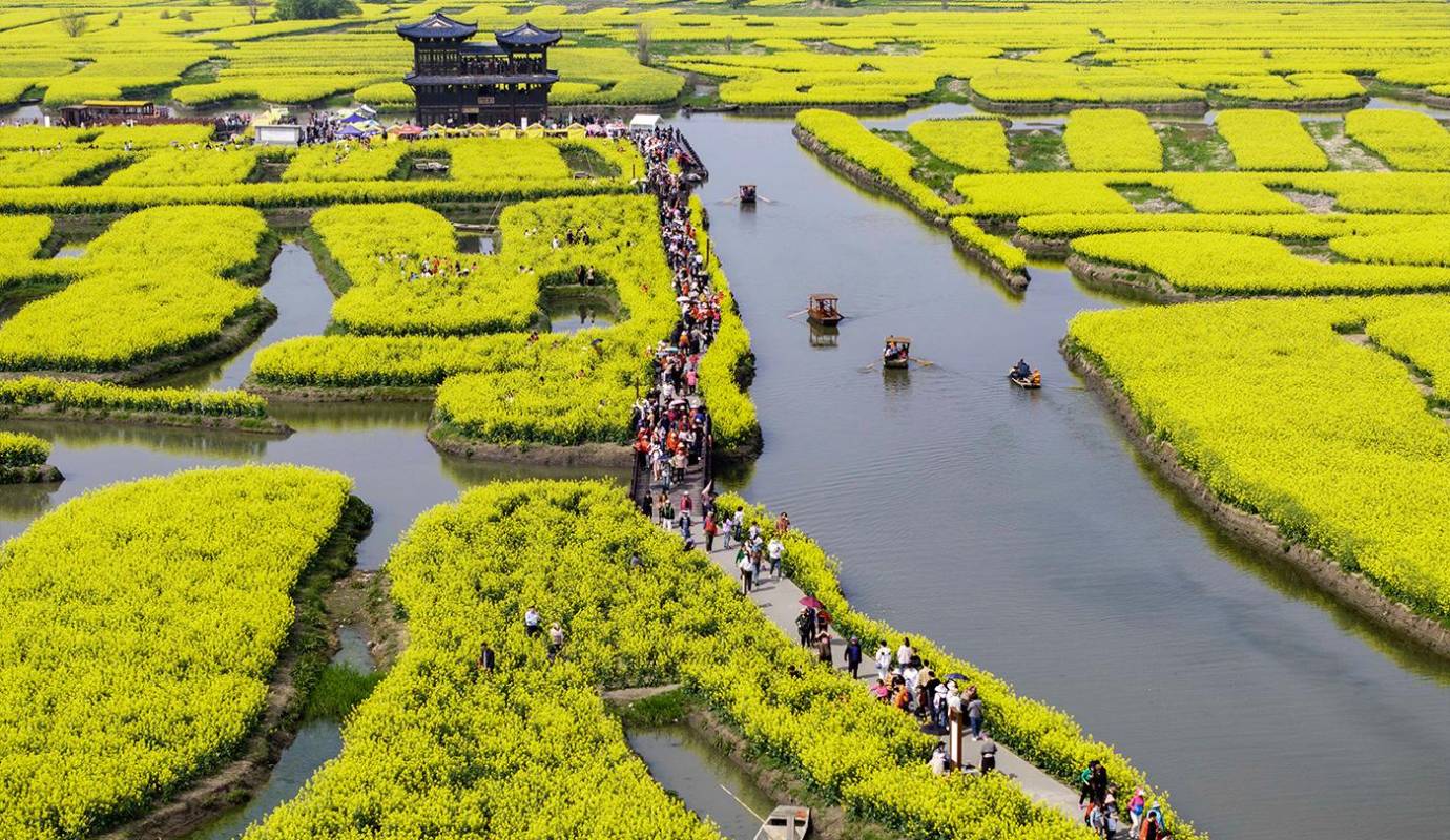 Los extensos campos de flores de colza también tienen un significado cultural para la población de Xinghua, al este de China, que celebra cada año la llegada de la primavera y la renovación de la naturaleza. Foto: GETTY 