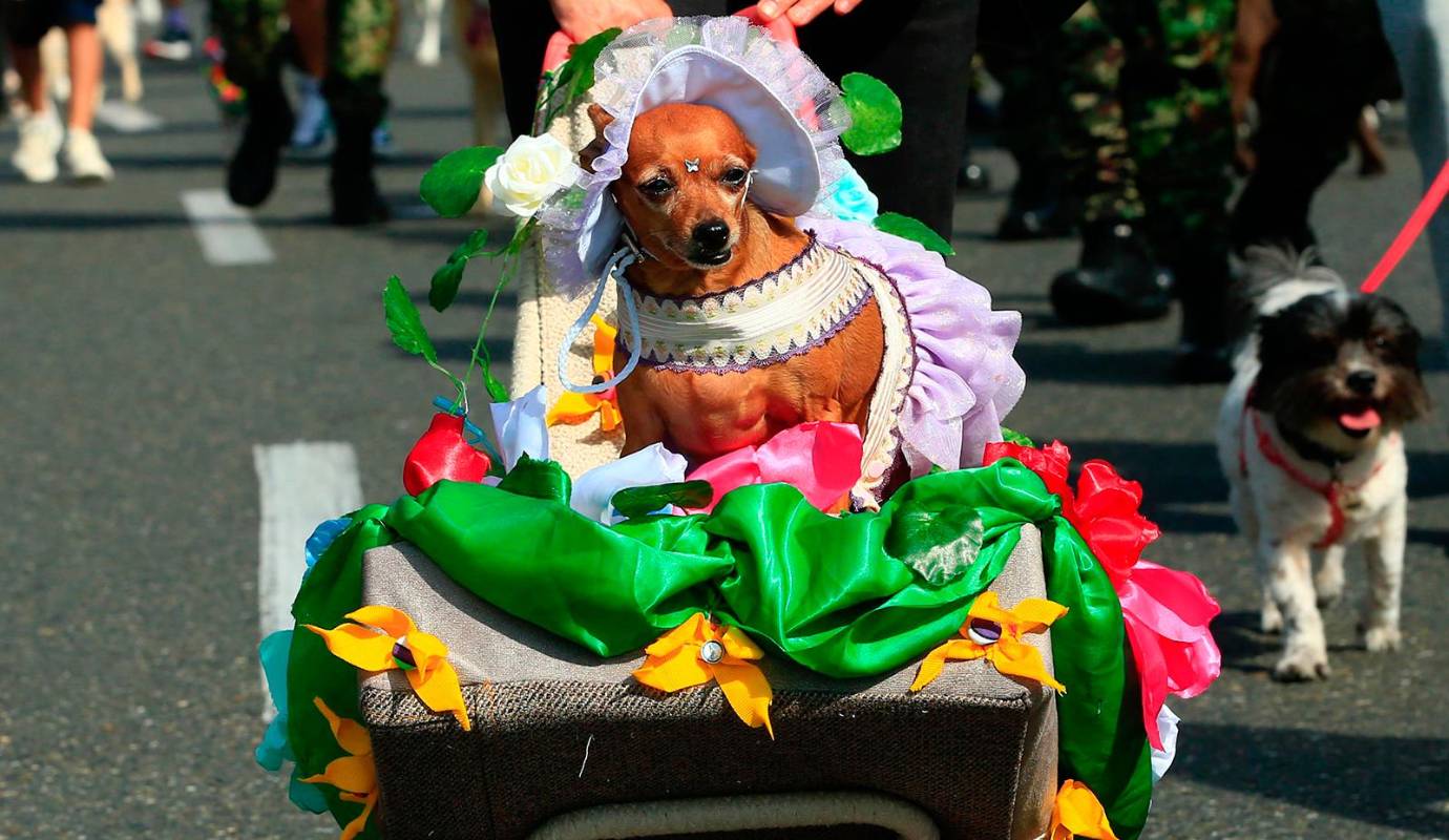 La Feria de las Flores 2025 en Medellín no solo es sinónimo de silleteros y carrozas; también es el escenario de eventos que celebran los lazos más especiales, como la 26ª versión de la Caminata Canina y de Mascotas Tierragro. FOTO: Camilo Suárez Echeverry
