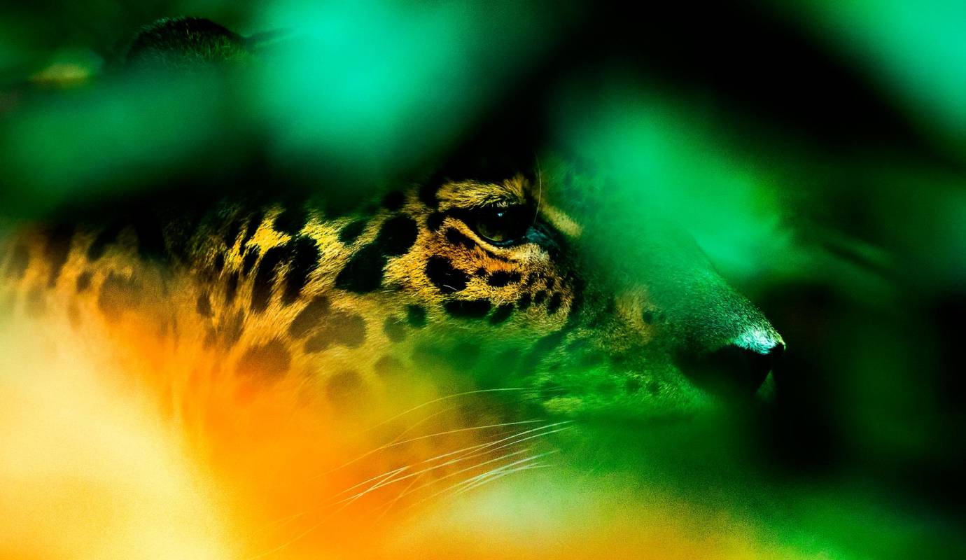  La mayor amenaza para los jaguares es la pérdida de hábitats debido a la expansión industrial y la deforestación. Foto: Camilo Suárez Echeverry