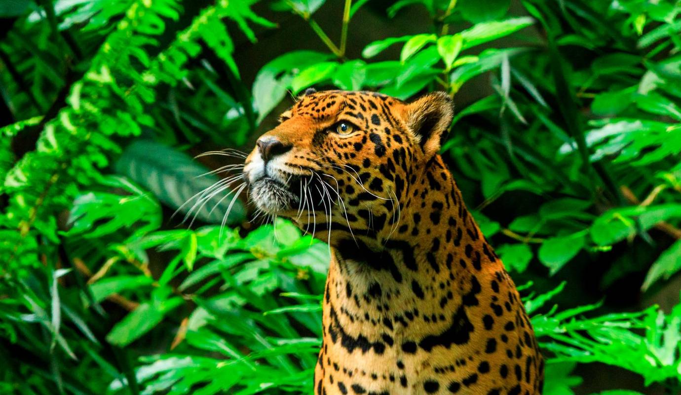 Esta fecha también fue creada para generar conciencia sobre las amenazas que enfrenta, los esfuerzos que garantizan su supervivencia y su papel que cumple como una especie indicadora de un ecosistema saludable. Foto: Camilo Suárez Echeverry