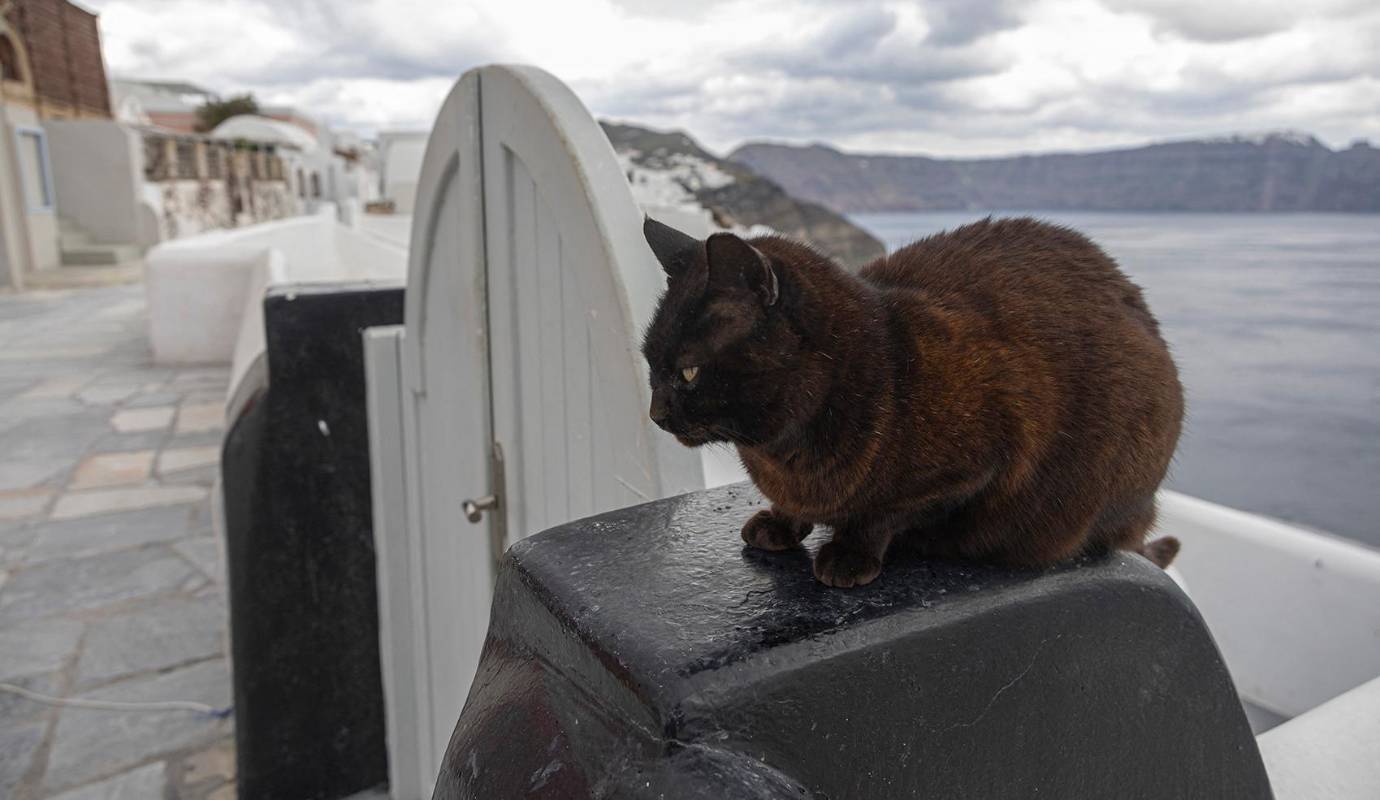 La situación es especialmente crítica para los gatos, que abundan en la isla y que ahora se encuentran abandonados a su suerte. Foto: AFP