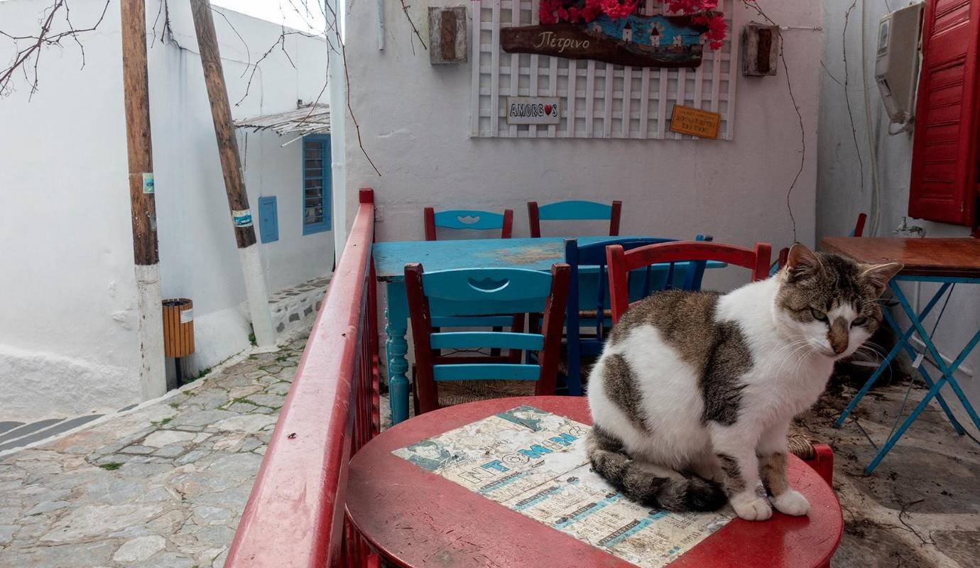Muchos de estos animales son callejeros que dependían de la generosidad de los turistas y residentes, pero ahora se enfrentan a la escasez de alimentos y agua. Foto: AFP