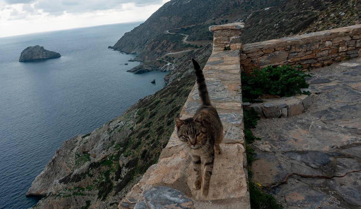 Los terremotos que han sacudido Santorini en las últimas semanas han provocado la evacuación de más de 11.000 personas, dejando la isla semivacía y con un futuro incierto, entre los damnificados de este éxodo masivo hay un grupo especialmente vulnerable: gatos, perros, burros y otras especies que convivían con los habitantes de la isla. Foto: AFP