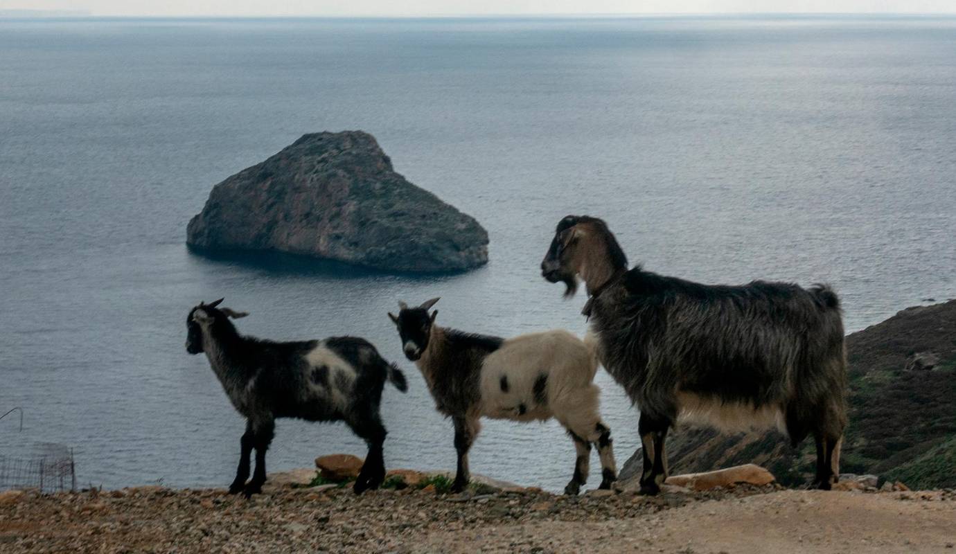 Los refugios locales han quedado sobrepasados por la cantidad de animales abandonados que buscan comida, agua y protección. Foto: AFP