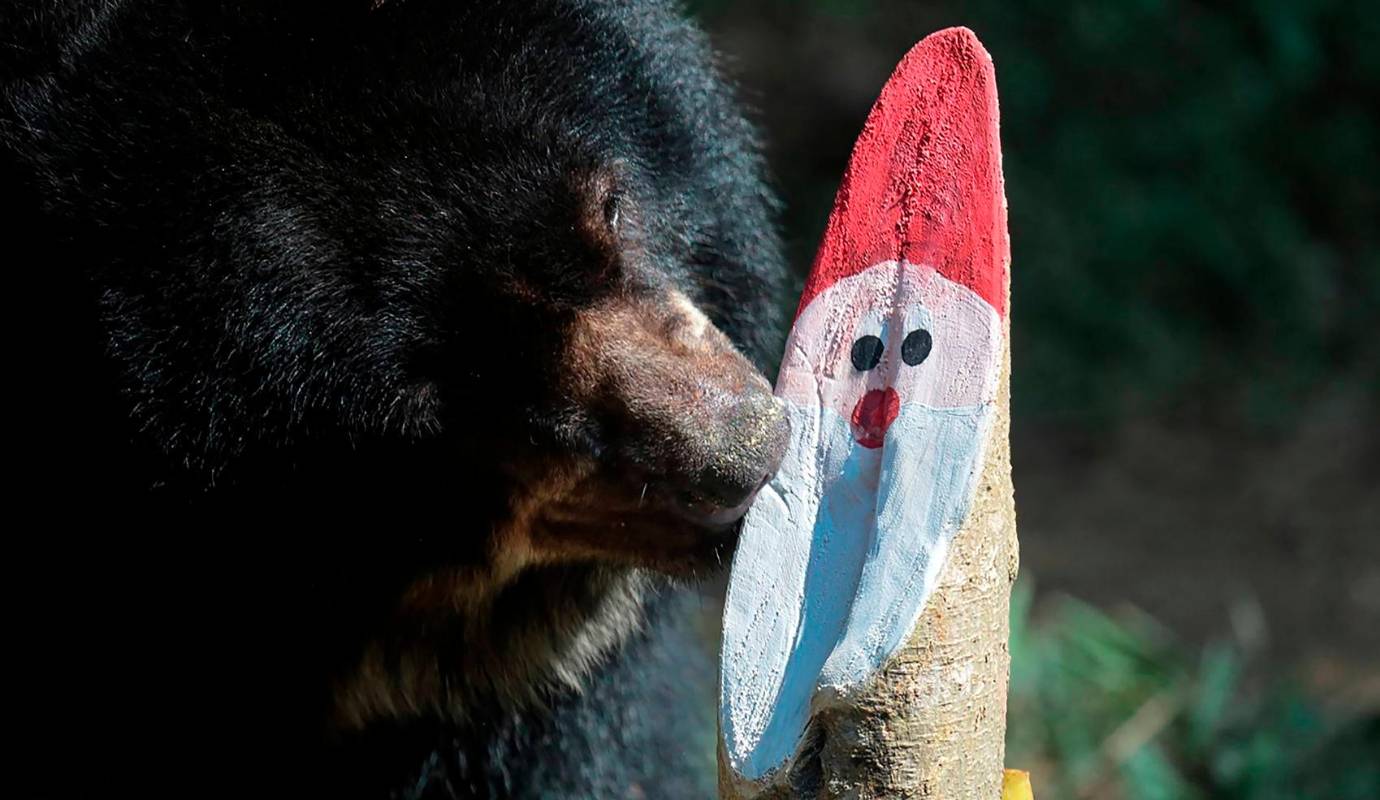  La entrega de regalos es una tradición en el zoológico que busca no solo alegrar la temporada decembrina, sino también estimular el comportamiento natural de las especies a través de enriquecimientos ambientales. Foto: AFP