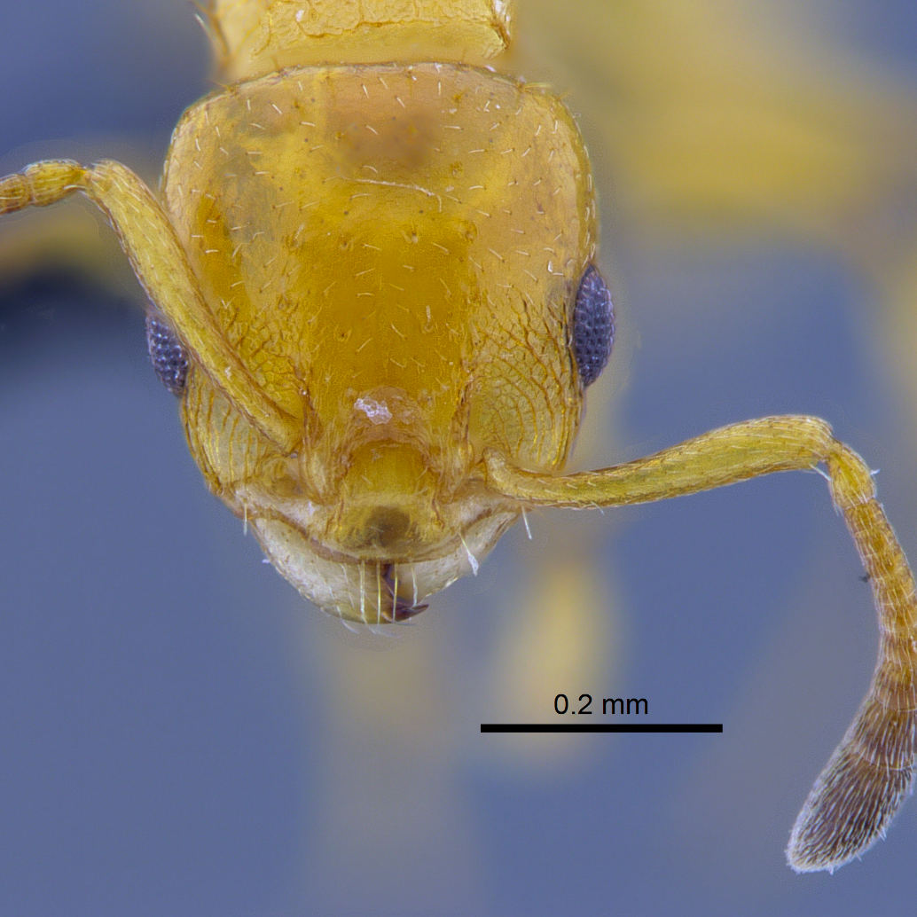 Investigadores colombianos descubrieron tres nuevas especies de hormigas —en la foto, una de ellas, la <i>Nesomyrmex konina— </i>en el bosque seco tropical, un ecosistema amenazado y poco estudiado. FOTOS cortesía Roberto José Guerrero