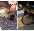 <span class=mln_uppercase_mln>La</span><b><span class=mln_uppercase_mln> Superintendencia de Transporte advirtió sobre multas de hasta 700 salarios mínimos por la muerte de un perrito que viajaba de Maicao en un bus de la empresa Copetran con destino a Medellín. FOTO: REDES SOCIALES</span></b>