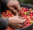 En cuanto a las exportaciones, Colombia ha enviado al mercado internacional 12,91 millones de sacos de 60 kg durante los últimos 12 meses, reflejando un aumento del 17%. Foto: Camilo Suárez