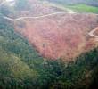 La Procuraduría llamó la atención por la relación directa entre la apertura de vías irregulares, con el avance de los cultivos ilícitos y el crecimiento descontrolado de la frontera agropecuaria. FOTO: Juan Antonio Sánchez