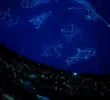 El show fue creado por el Planetario de Medellín, el Parque Explora y Double Dome Films. FOTOS cortesía