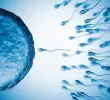 La Organización Mundial de la Salud publicó su primer perfil de producto objetivo para métodos anticonceptivos masculinos, un documento que define las características que deberían reunir los futuros métodos y busca orientar a investigadores, financiadores y desarrolladores. FOTO GETTY
