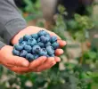 El cultivo de arándanos en Colombia alcanzó 12.000 toneladas en 2025, impulsado por un consumo local masivo y proyecciones de crecimiento del 20% para el 2026. FOTO: Asocolblue.