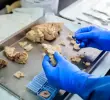 La ciencia a nivel internacional reconoce el trabajo del Grupo de Neurociencias como fundamental para lograr los más grandes avances contra el Alzhéimer en las últimas décadas. FOTO: CAMILO SUÁREZ