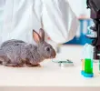 Los animales también son utilizados en clases de medicina y biología, en las que algunos son diseccionados. FOTO: Getty