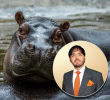 Expertos de Vantara, un centro de vida silvestre del multimillonario indio Anant Ambani, visitarán Colombia para evaluar el traslado de los hipopótamos del Magdalena Medio. FOTO: Andrés Camilo Suárez y cortesía.
