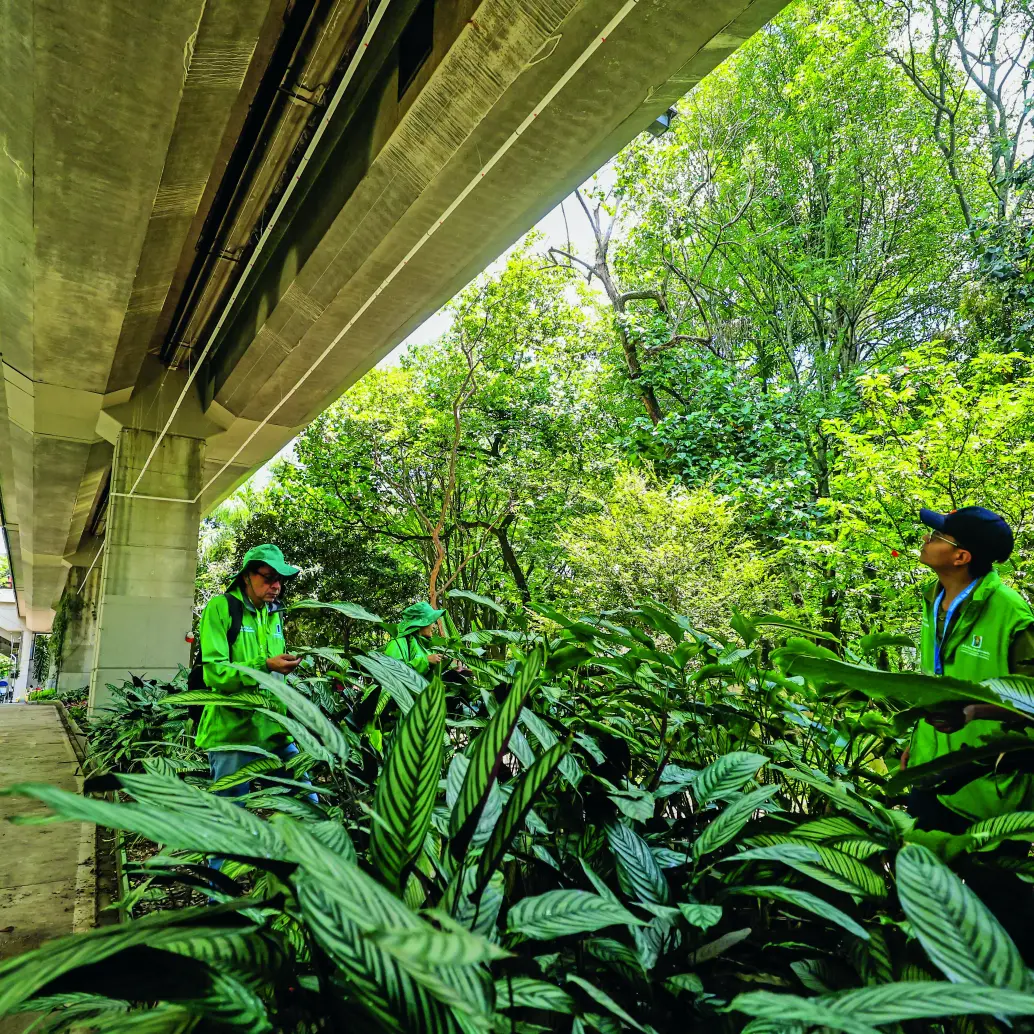 Así se ve, desde la parte baja del viaducto de la estación Estadio del metro, el nuevo sistema de riego aéreo en Medellín para mejorar las condiciones de más de 10.000 plantas ornamentales. FOTO Camilo Suárez.