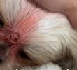 La perrita sufrió fuertes lesiones y a pesar del esfuerzo de los médicos veterinarios no pudieron salvarle la vida. FOTO: IMAGEN TOMADA DE REDES