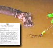 Este ejemplar ronda la desembocadura del río Nare, corredor navegable que usan pescadores y transportes escolares. Foto: Cortesía