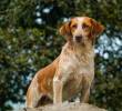 Cada perro adoptado trae consigo una historia particular y necesita tiempo para adaptarse a su nuevo entorno. FOTO cortesía