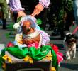 La Feria de las Flores 2025 en Medellín no solo es sinónimo de silleteros y carrozas; también es el escenario de eventos que celebran los lazos más especiales, como la 26ª versión de la Caminata Canina y de Mascotas Tierragro. FOTO: Camilo Suárez Echeverry