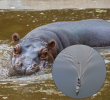 En el video, se ve como la embarcación intenta evadir al hipopótamo y al final termina cruzando justo sobre el animal. Fotos: EL COLOMBIANO y captura del video.