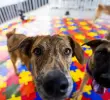 Medellín es la segunda ciudad de Colombia en paticipación de tenencia de mascotas, con el 54%, detrás de Bogotá. Además, Antioquia lidera la tasa nacional por departamentos con un 83% de hogares con mascota. FOTO: Julio César Herrera.
