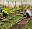 La ANT aumentó su presupuesto ocho veces y multiplicó la contratación, pero los datos oficiales muestran una ejecución muy por debajo de las metas de la reforma agraria. Foto: Camilo Suárez