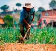 Los campesinos tienen en Cahenche cultivos de maíz, plátano y yuca, así como la producción de pollos de engorde. Imagen de referencia. FOTO MANUEL SALDARRIAGA