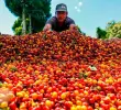 El café creció 31% en los primeros tres meses del año. FOTO EL COLOMBIANO.