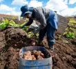 El sector agropecuario emplea actualmente a cerca de 3,4 millones de personas, equivalentes al 14,4% de la fuerza laboral del país. Sin embargo, la informalidad laboral en el campo alcanza el 83,1%. FOTO: EL COLOMBIANO