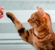 El joven habría arrojado el gato con furia desde una altura cercana a los 15 metros. FOTO DE REFERENCIA SStock