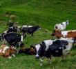 Entre las pérdidas se encuentran un toro, nueve vacas, nueve crías machos y seis crías hembras. FOTO: Juan Antonio Sánchez.