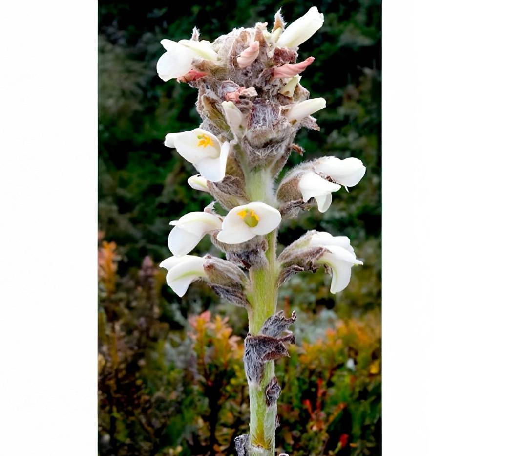 La <i>Puya farallonensis</i>, nueva especie de bromelia descubierta en los Farallones de Cali, habita en un único parche de páramo a más de 3.500 metros de altura y enfrenta peligro crítico por la minería ilegal. FOTO cortesía Julio Betancur, investigador del ICN