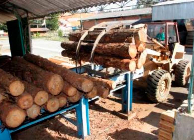 Para Fedemaderas, la reforma gravaría no a las plantaciones ya existentes, sino a instaladas a partir de 2023, con lo cual el recaudo efectivo solo se daría hasta el año 2032. FOTO: COLPRENSA