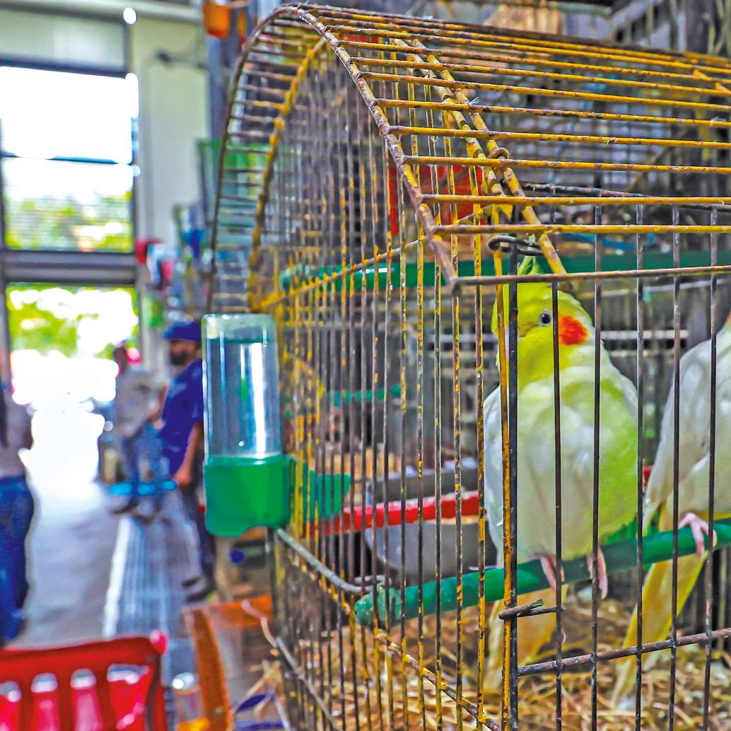 <p>El módulo de fauna tiene doce locales en los que se comercian animales vivos, muchos de ellos todavía en pésimas condiciones. <b><span class="mln_uppercase_mln"> </span></b></p><p>FOTO<b><span class="mln_uppercase_mln"> Manuel Saldarriaga</span></b></p>