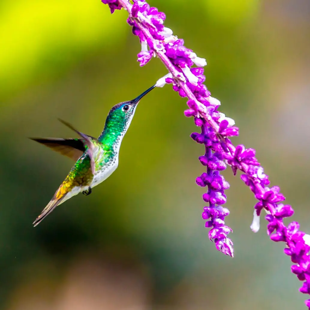 La COP30 marca un punto decisivo para el planeta porque los países deben transformar años de promesas en acciones reales para contener el calentamiento global y proteger la Amazonía. FOTO Juan Antonio Sánchez