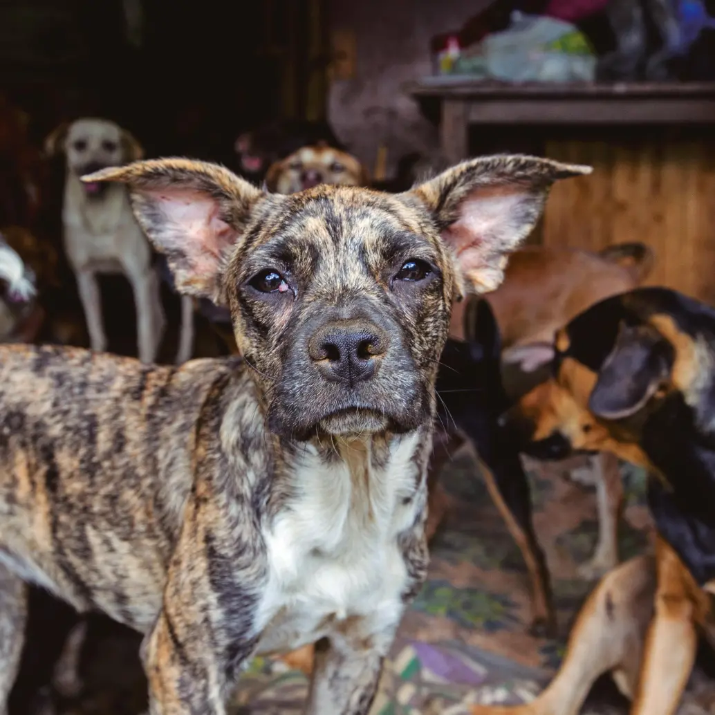 Perros ferales han causado ataques masivos en el Suroeste y Oriente antioqueño, y también hay registros de impactos negativos a la fauna nativa de los valles de Aburrá y San Nicolás. FOTO JULIO HERRERA