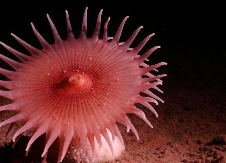 Las anémonas de mar atrapan pequeños animales que flotan en el fondo. Esta especie pertenece al orden Actiniaria. FOTO SMARTEX/NHM/NOC