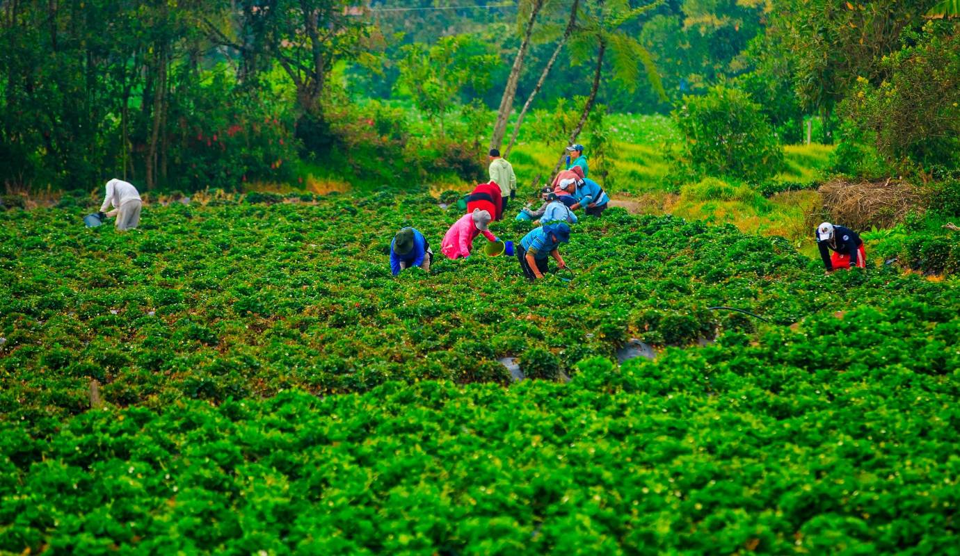 Desde hace varios años el oriente antioqueño se ha convertido en un verdadero paraíso de las fresas con extensos campos sembrados. Foto: Camilo Suárez Echeverry