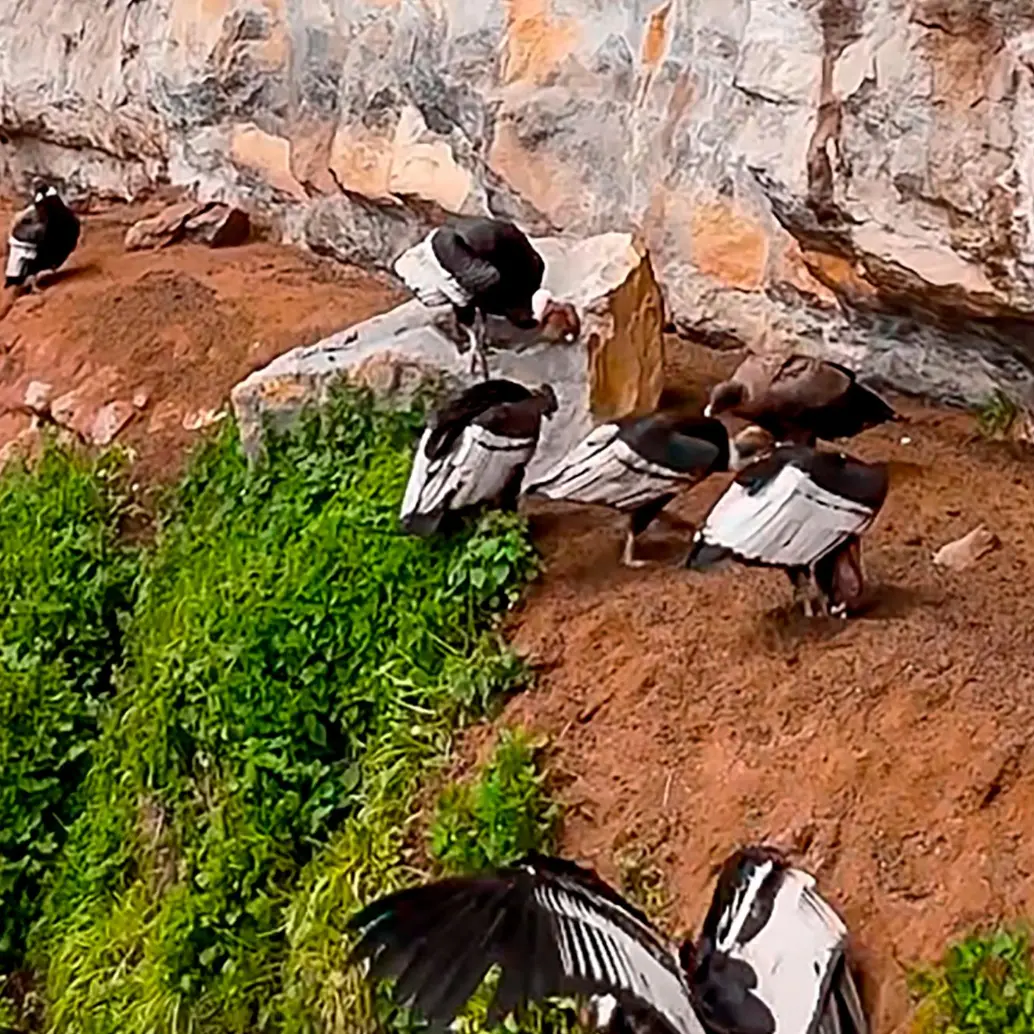 El avistamiento de 13 cóndores andinos en el páramo del Almorzadero resalta la importancia de este ecosistema para la conservación de la especie en Colombia. FOTO captura de pantalla 