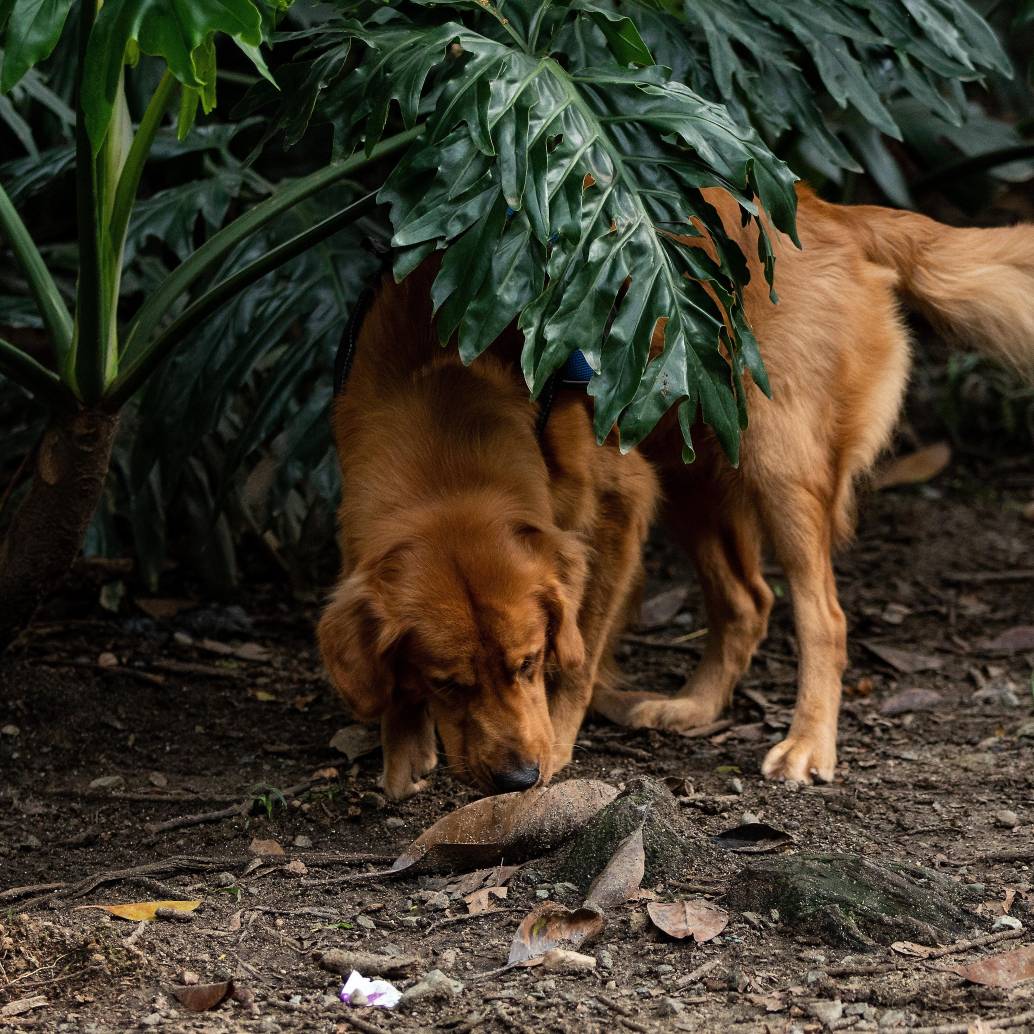 Imagen de referencia de perros en un parque de la ciudad. Foto: EL COLOMBIANO