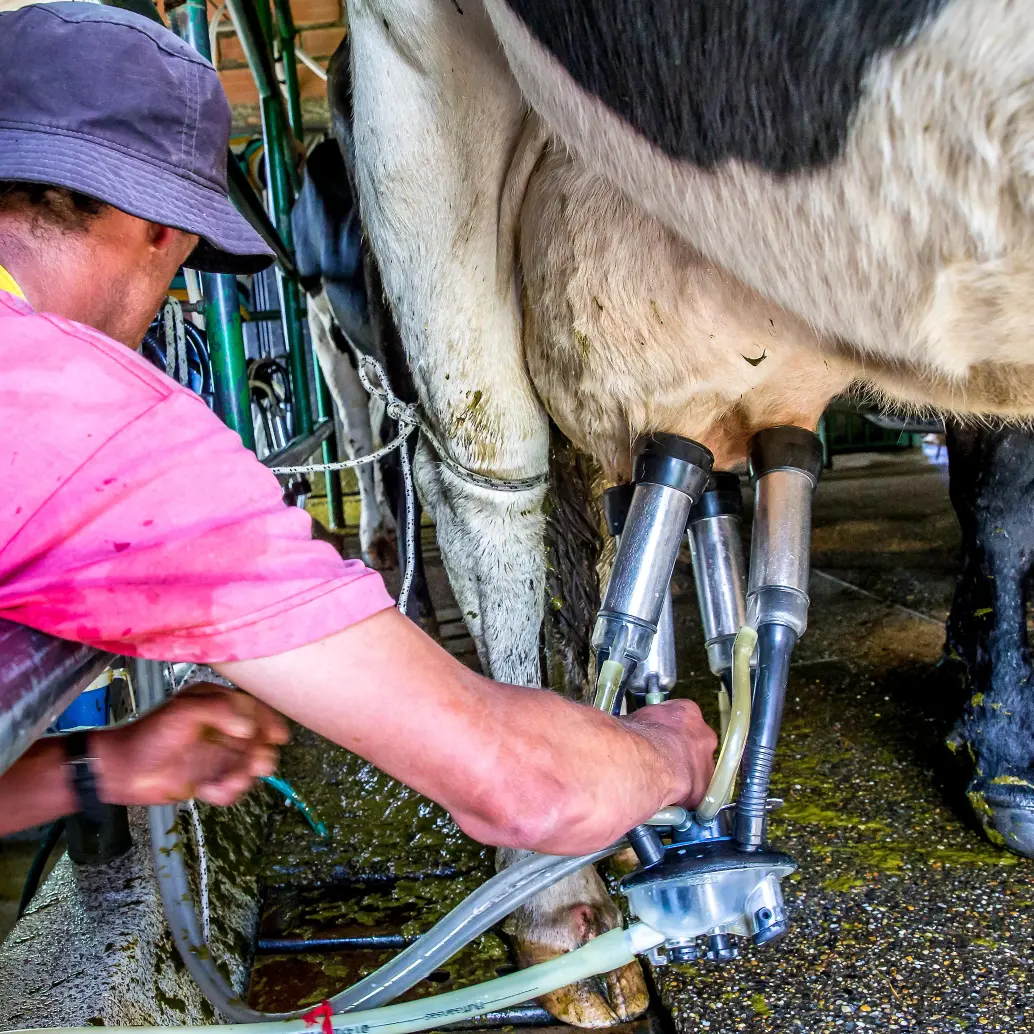El sector lechero colombiano advierte que el aumento del precio al productor no compensa el crecimiento de los costos en el campo. FOTO JUAN ANTONIO SÁNCHEZ.