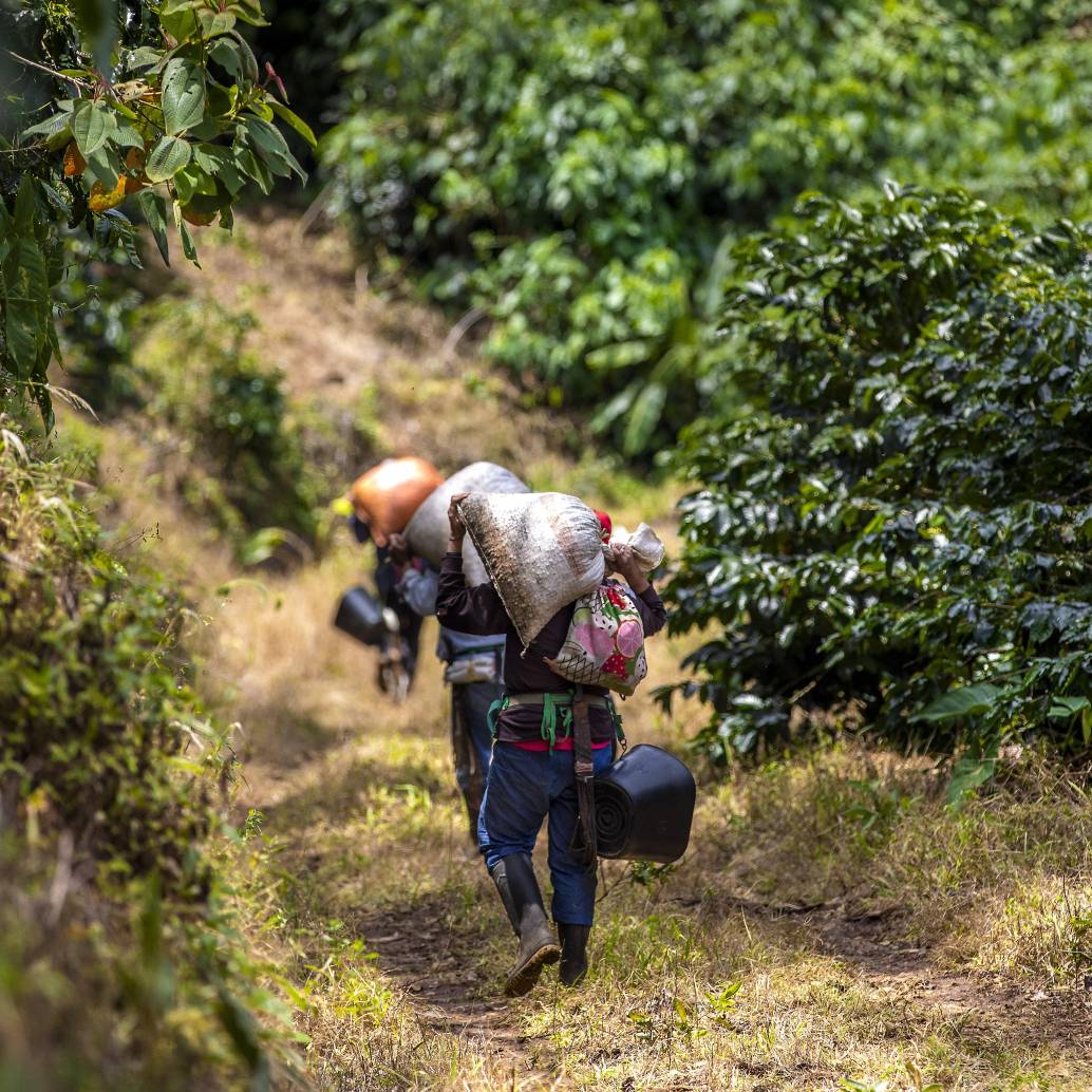 El 2026 podría convertirse en un año especialmente difícil para el campo colombiano, con presiones simultáneas sobre la producción, los costos y la rentabilidad. Foto: Andrés Camilo Suárez