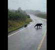 Una osa andina pasó con su osezno por una carretera en Cundinamarca. FOTO CAPTURA DE VIDEO