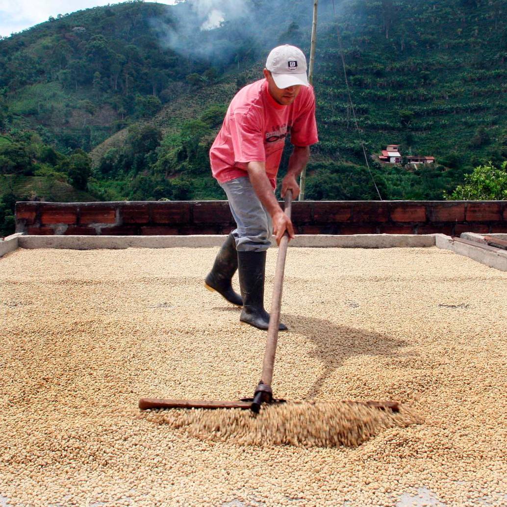 La trilla de café mostró una variación de 66,2% en julio, según el Dane. FOTO archivo EL COLOMBIANO