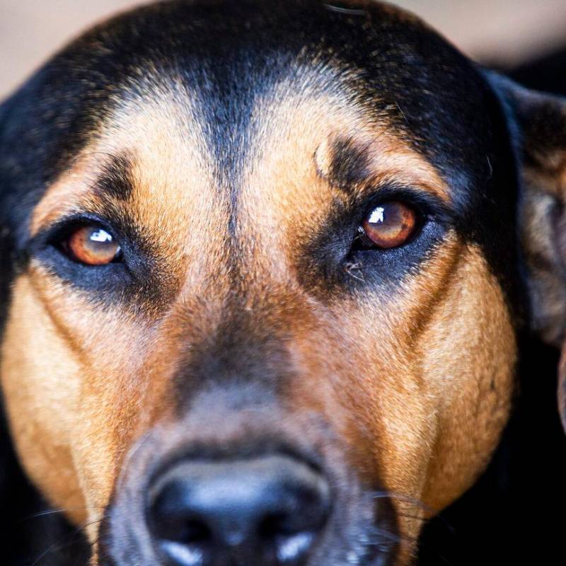 ¿Por qué los perros no pueden comer alimentos con sal?